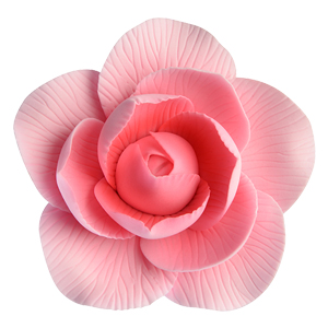 Camelia