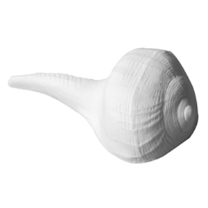Kit Conchiglie Bianche