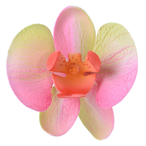 Orchidee Assortite
