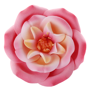 Rosa Gallica