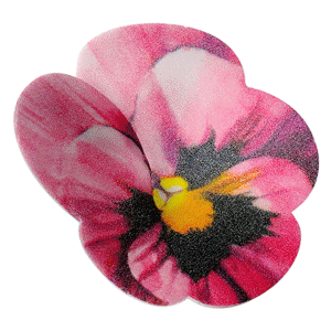 Viola Del Pensiero Cialda